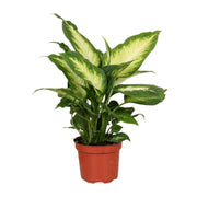 Dieffenbachia Camilla | ↑35 cm | Ø12 cm