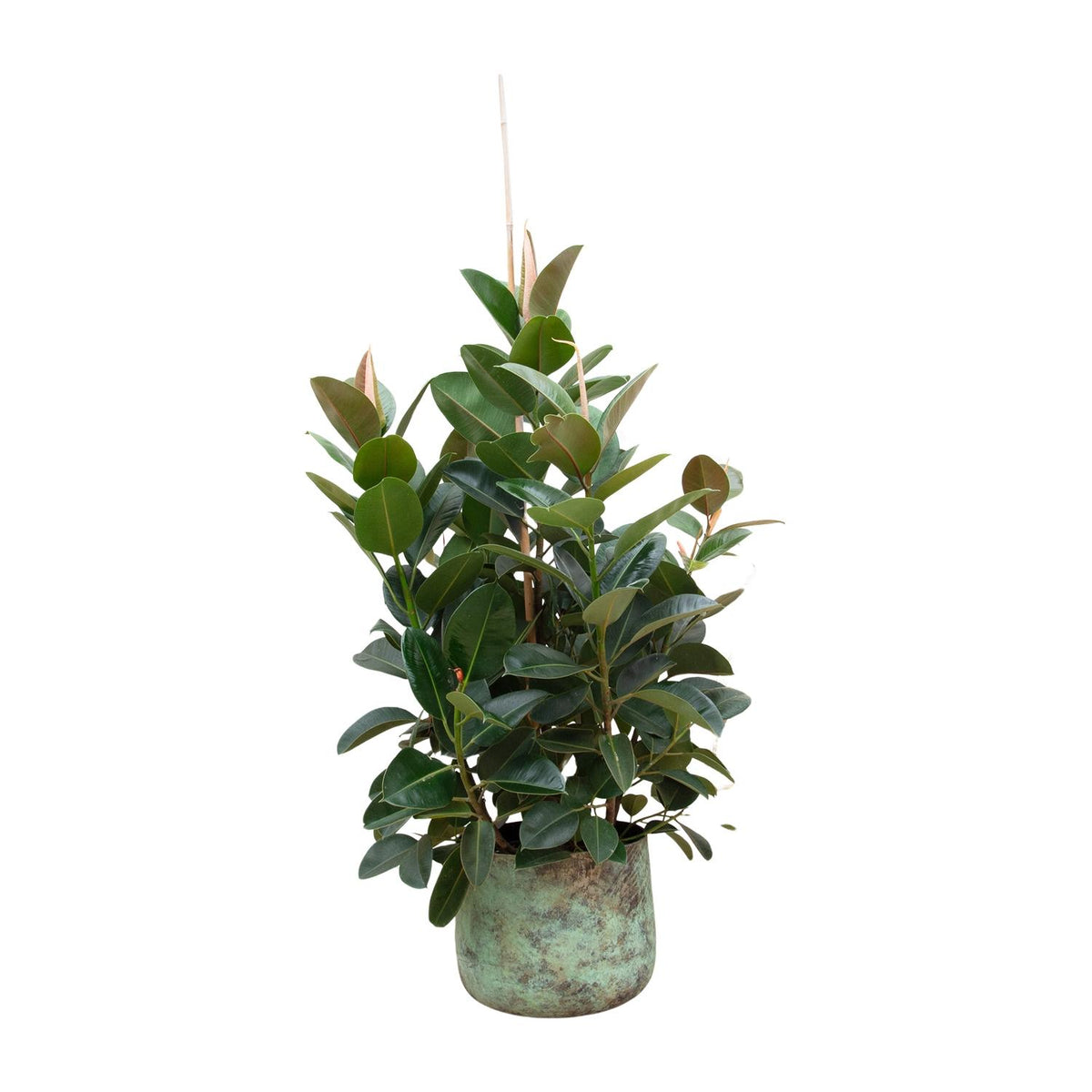 Ficus Robusta vertakt | ↑150 cm | Ø38 cm