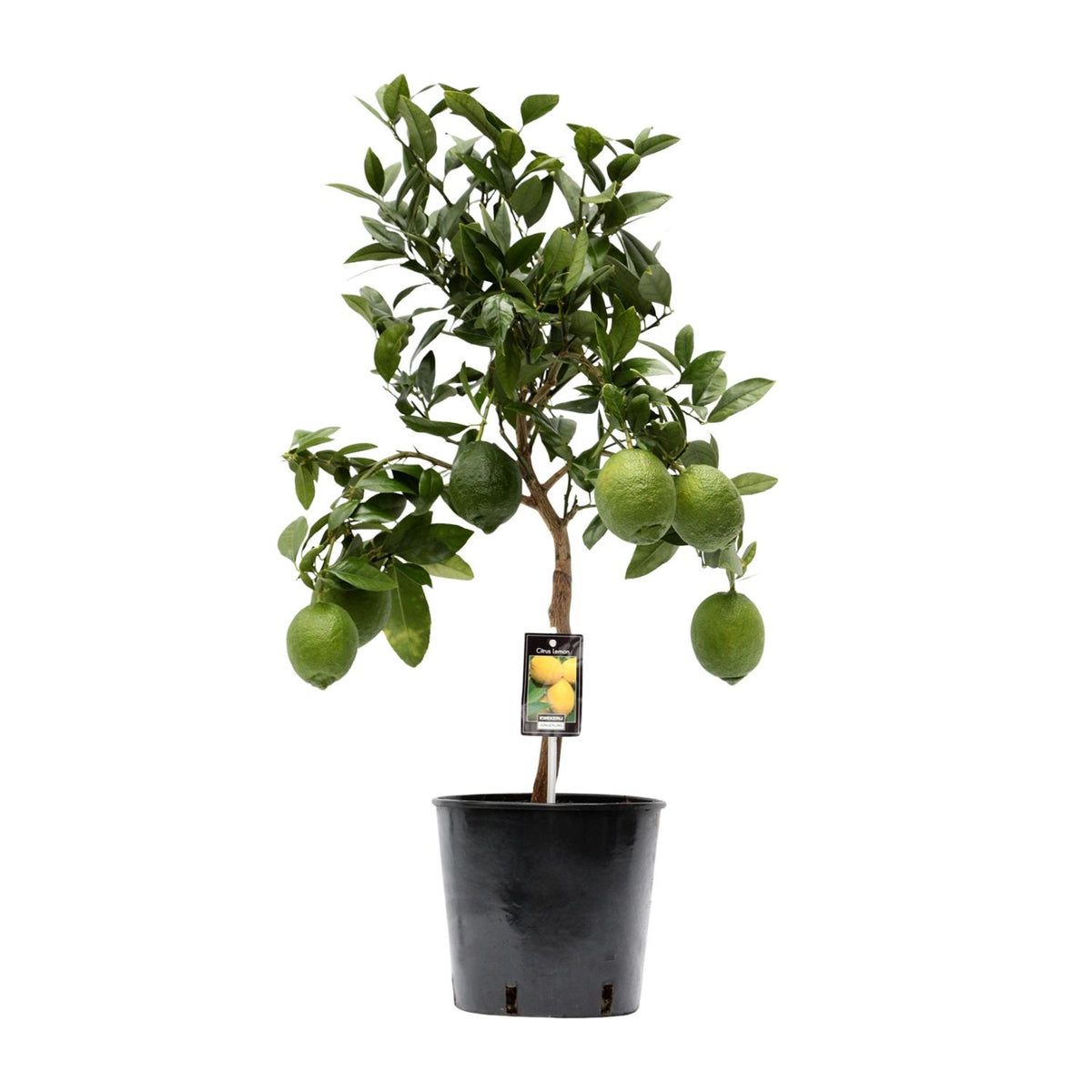 Citrus Lemon | ↑80 cm | Ø22 cm