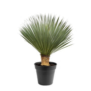 Yucca Rostrata | ↑110 cm | Ø40 cm