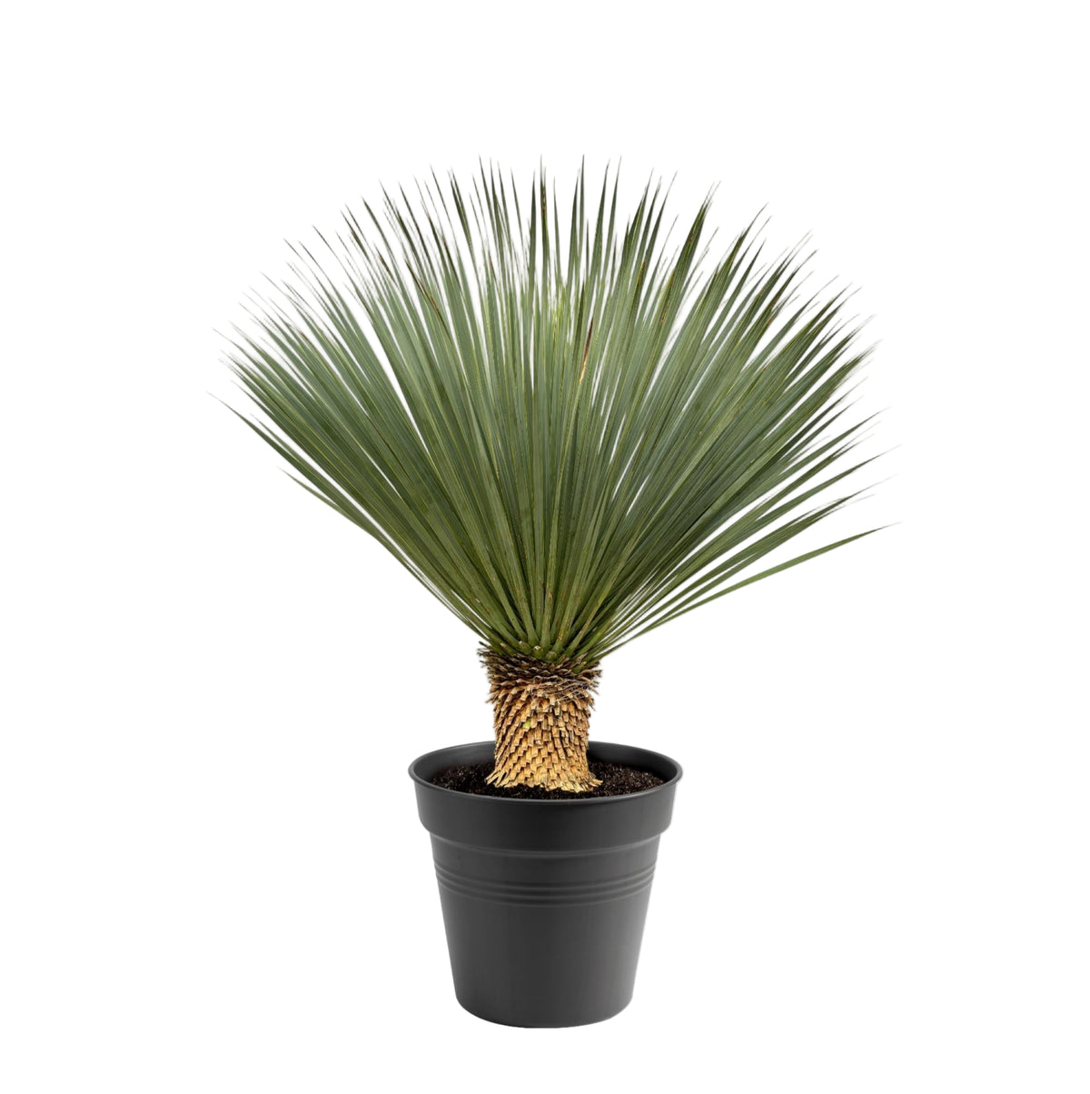 Yucca Rostrata | ↑110 cm | Ø40 cm