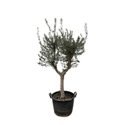 Olea Europaea Cultivo | ↑220 cm | Ø40 cm