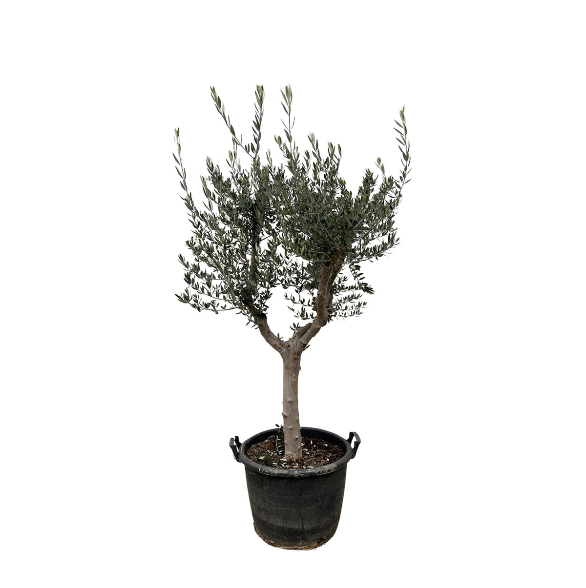 Olea Europaea Cultivo | ↑220 cm | Ø40 cm