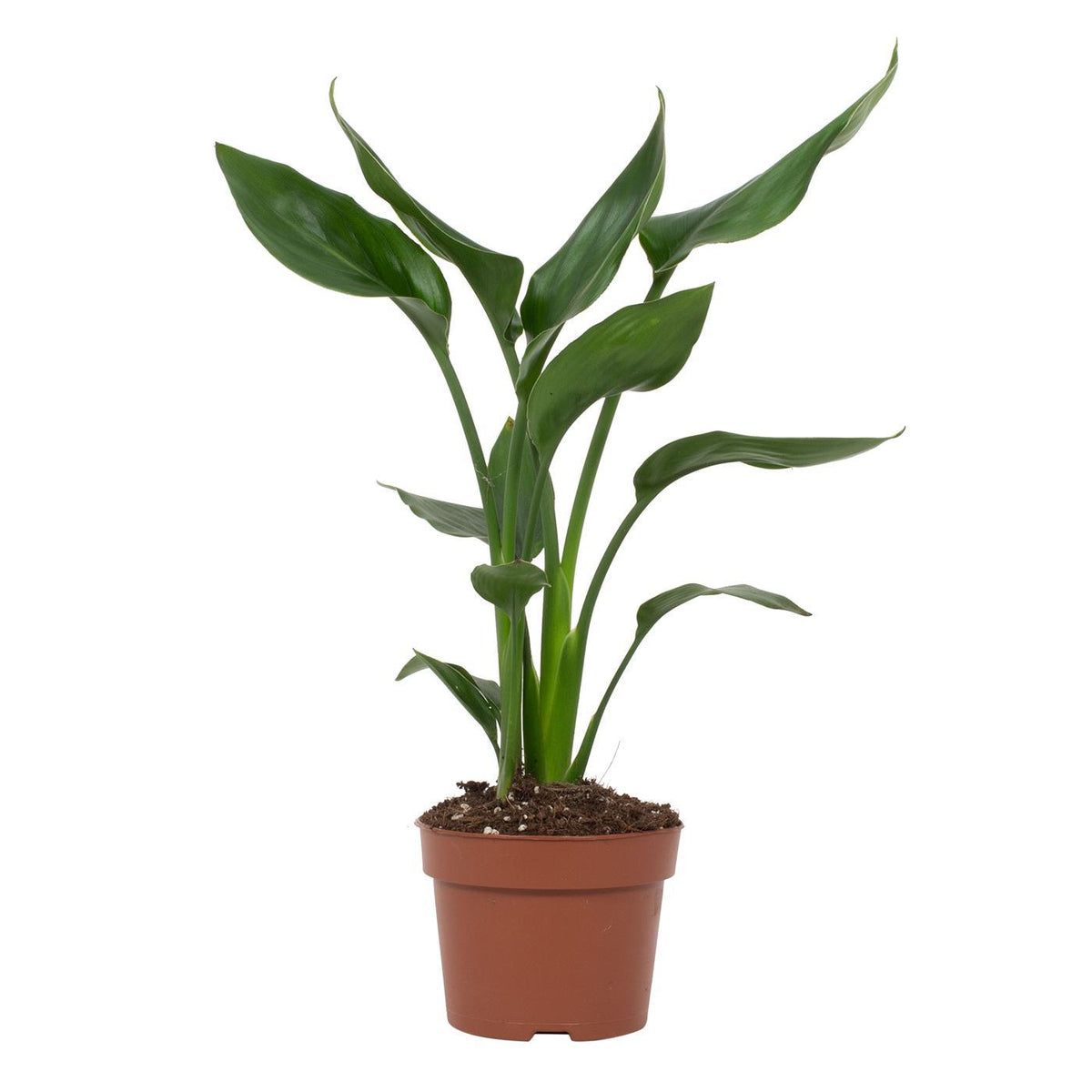 Strelitzia Reginae | ↑35 cm | Ø12 cm