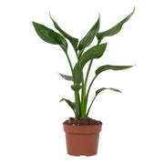 Strelitzia Reginae | ↑35 cm | Ø12 cm