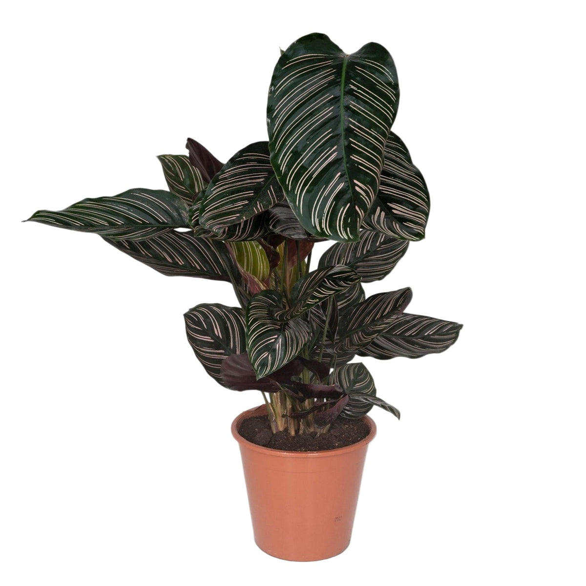 Calathea Ornata | ↑75 cm | Ø19 cm