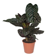 Calathea Ornata | ↑75 cm | Ø19 cm