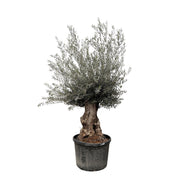 Olea Europaea Bonsai | ↑270 cm | Ø80 cm