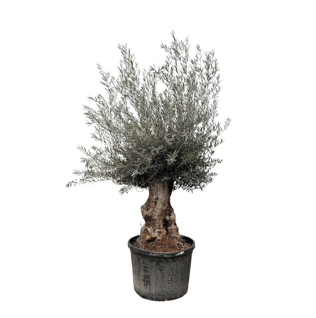 Olea Europaea Bonsai | ↑270 cm | Ø80 cm