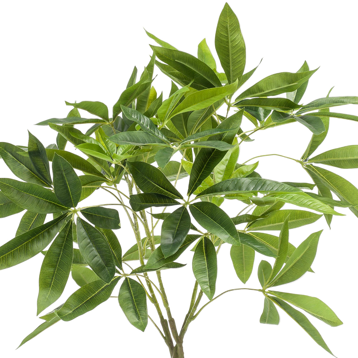 Kunstplant | Pachira Aquatica | ↑90 cm
