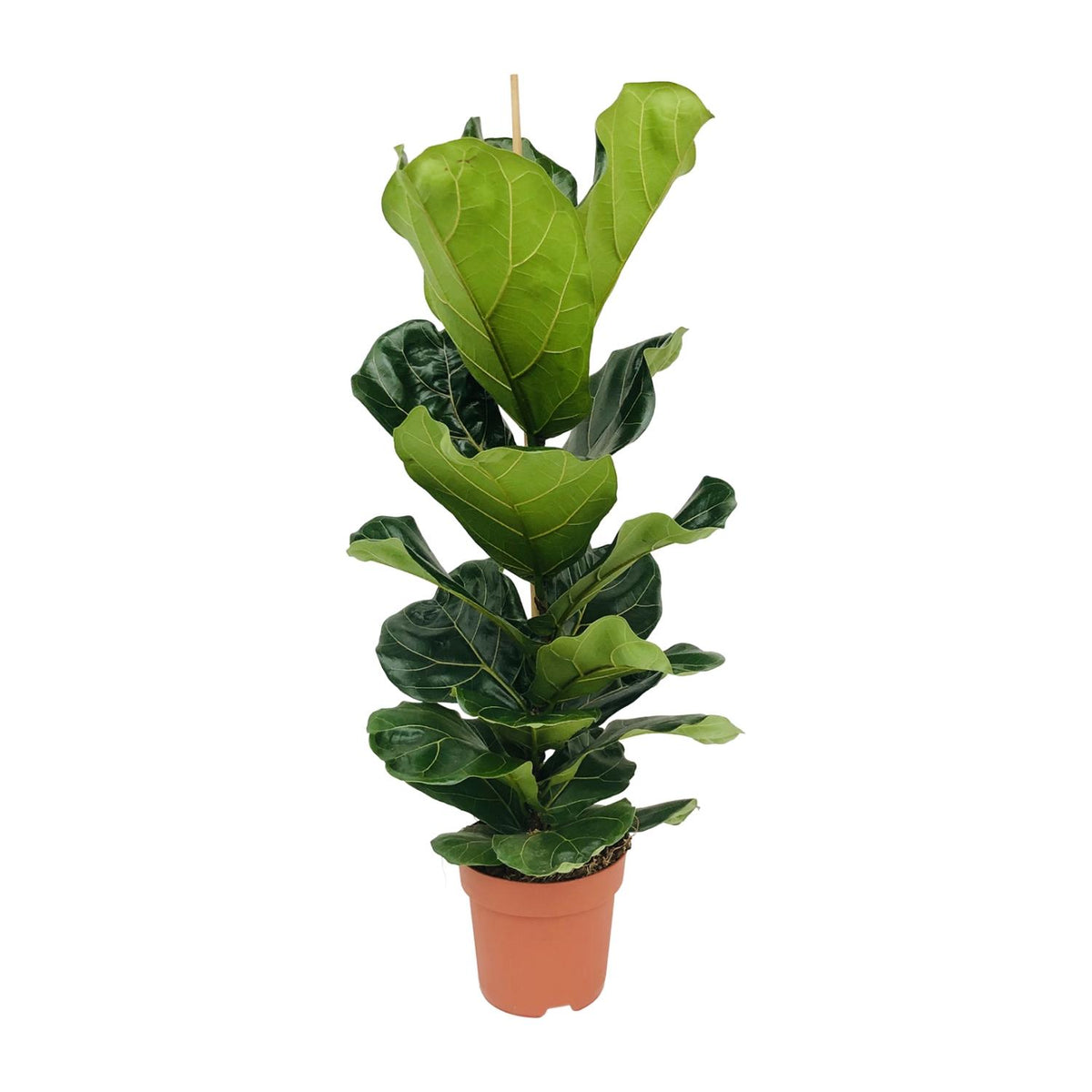 Ficus Lyrata | ↑100 cm | Ø21 cm