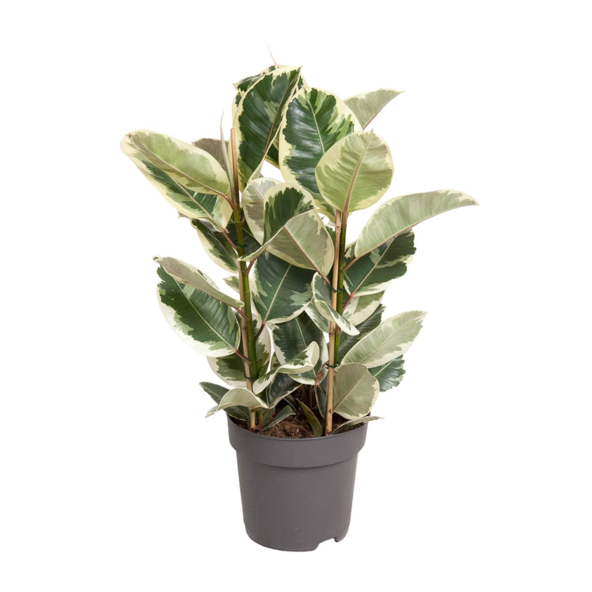 Ficus Elastica Tineke | ↑100 cm | Ø27 cm