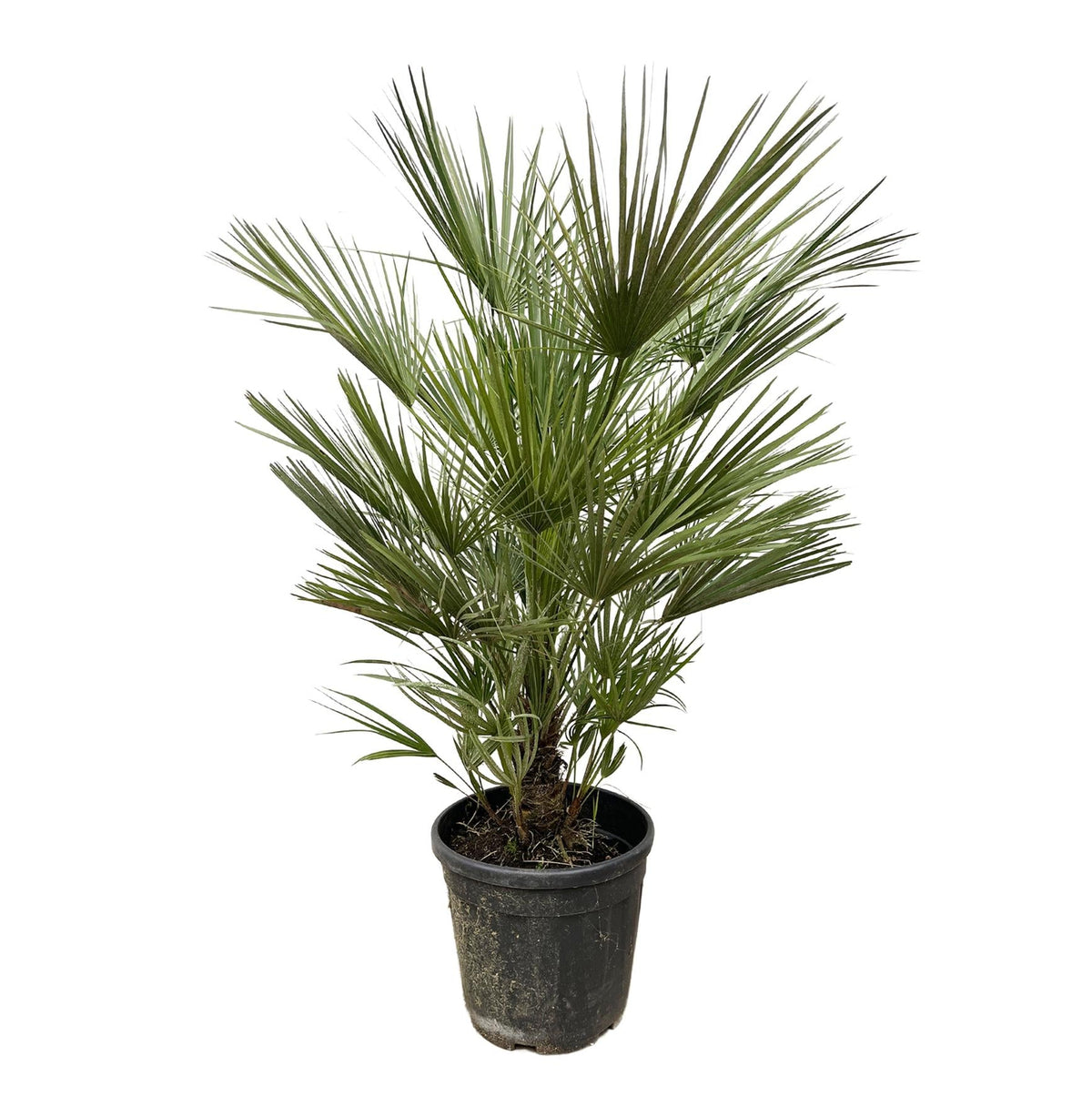 Chamaerops Humilis | ↑150 cm | Ø30 cm