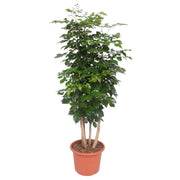 Radermachera Hainanensis | ↑190 cm | Ø40 cm