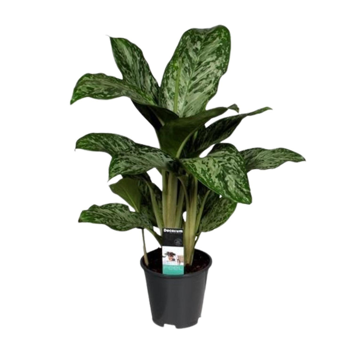 Aglaonema Greenlight Decorum | ↑60 cm | Ø17 cm