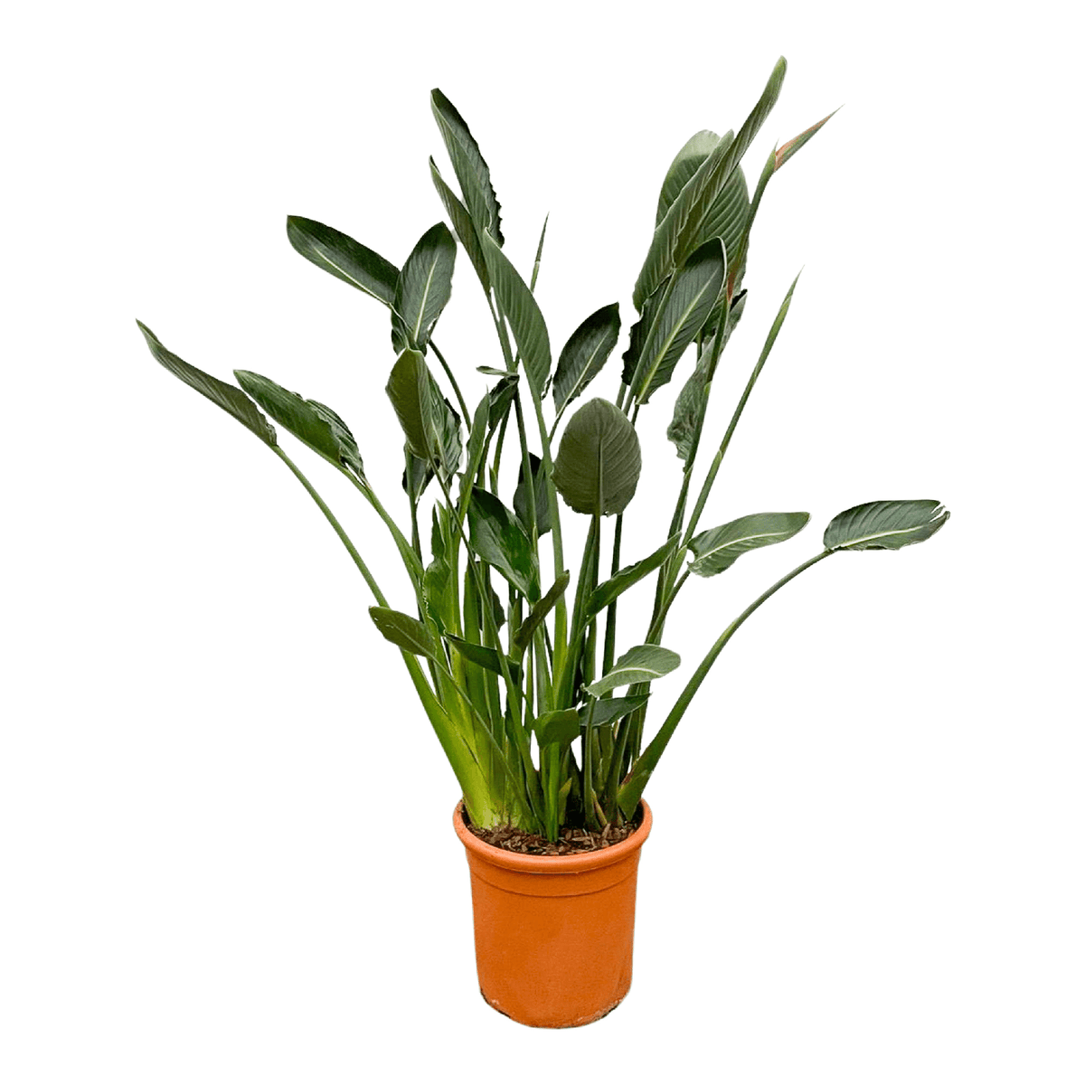 Strelitzia Reginae | ↑160 cm | Ø30 cm