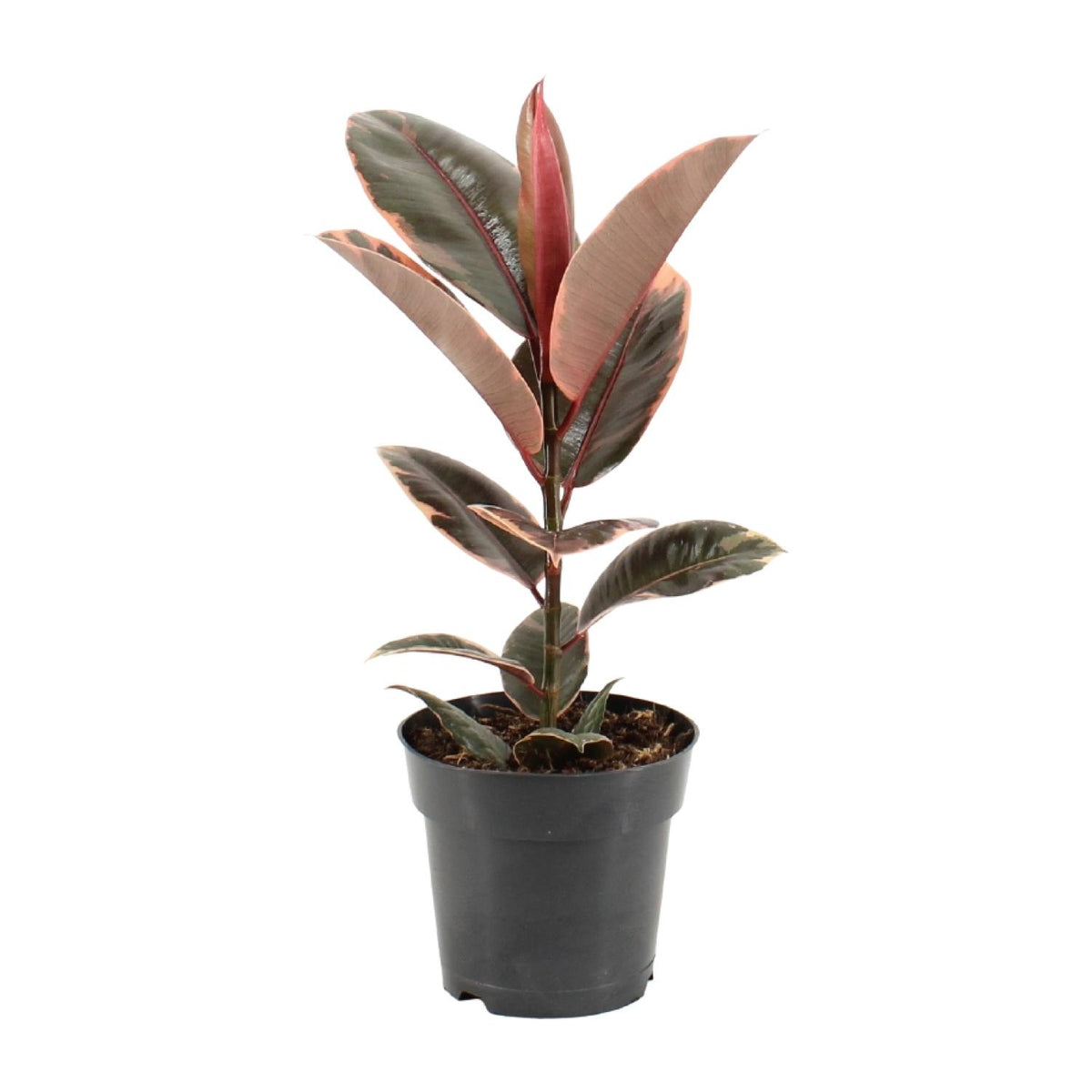Ficus Elastica Belize | ↑55 cm | Ø17 cm