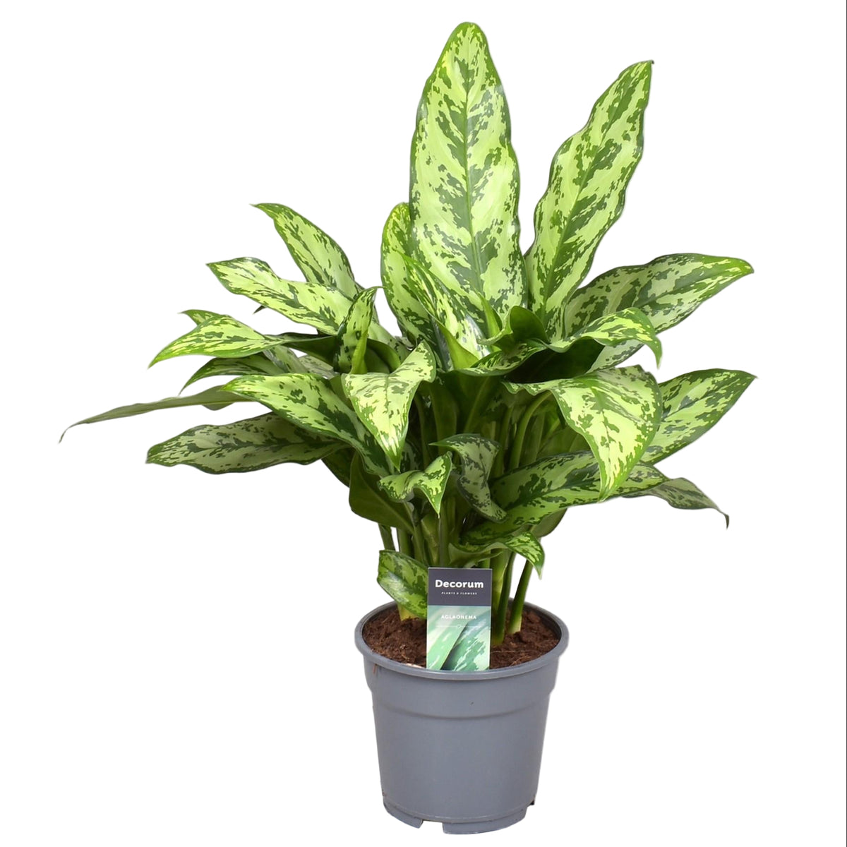 Aglaonema Romeo | ↑60 cm | Ø17 cm