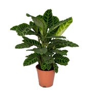 Calathea Zebrina | ↑80 cm | Ø19 cm