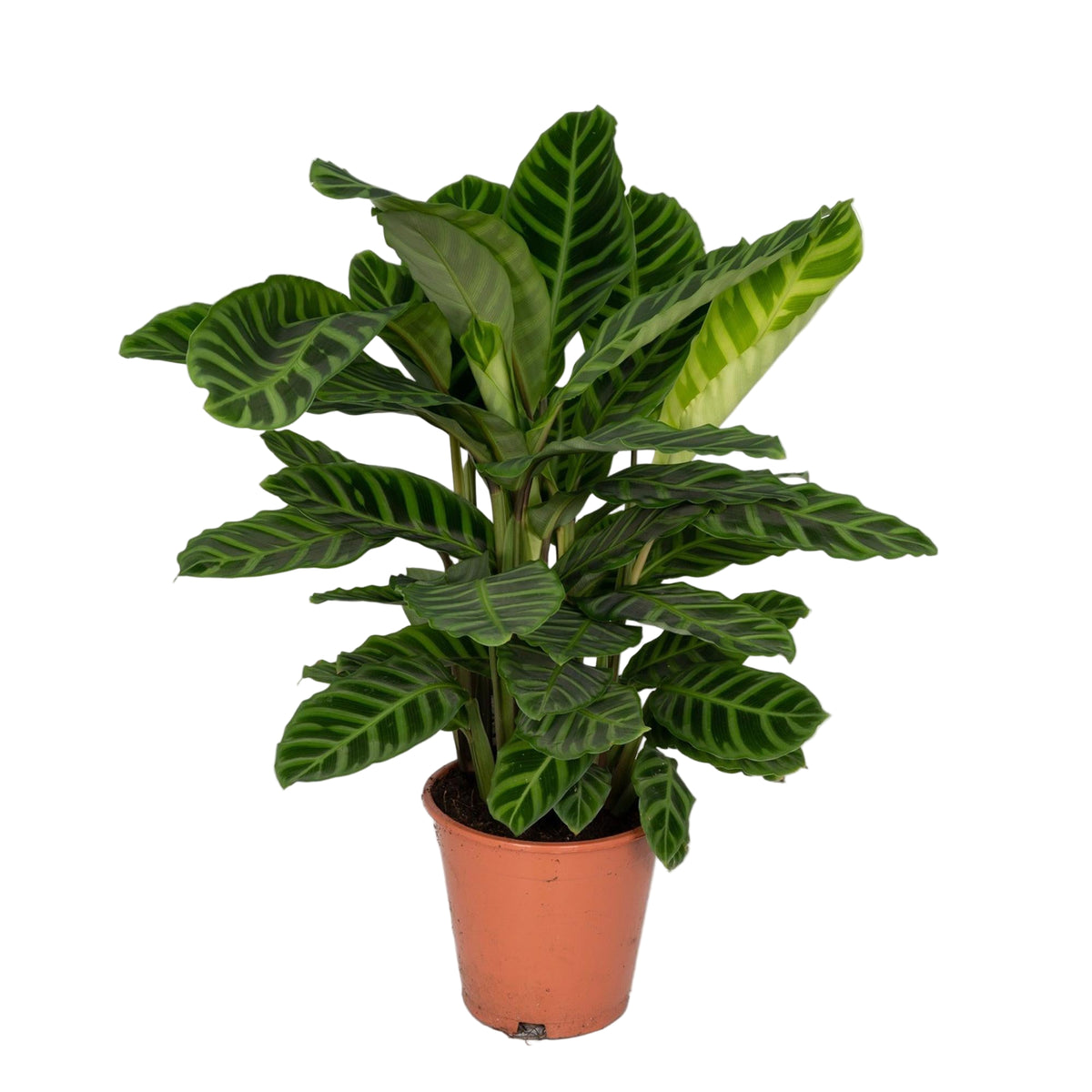 Calathea Zebrina | ↑80 cm | Ø19 cm