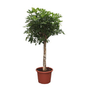 Schefflera Arboricola Compacta boom | ↑180 cm | Ø35 cm