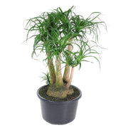 Beaucarnea | ↑110 cm | Ø41 cm