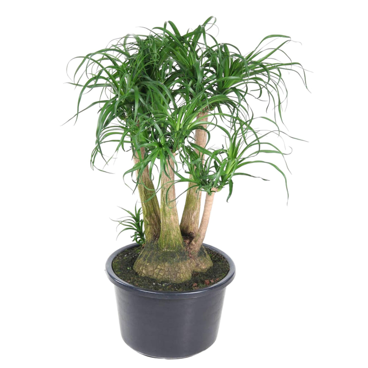 Beaucarnea | ↑110 cm | Ø41 cm