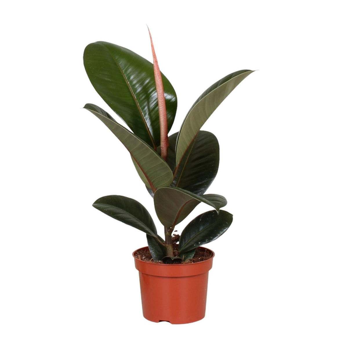 Ficus Elastica Robusta | ↑35 cm | Ø12 cm