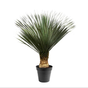 Yucca Rostrata | ↑140 cm | Ø50 cm