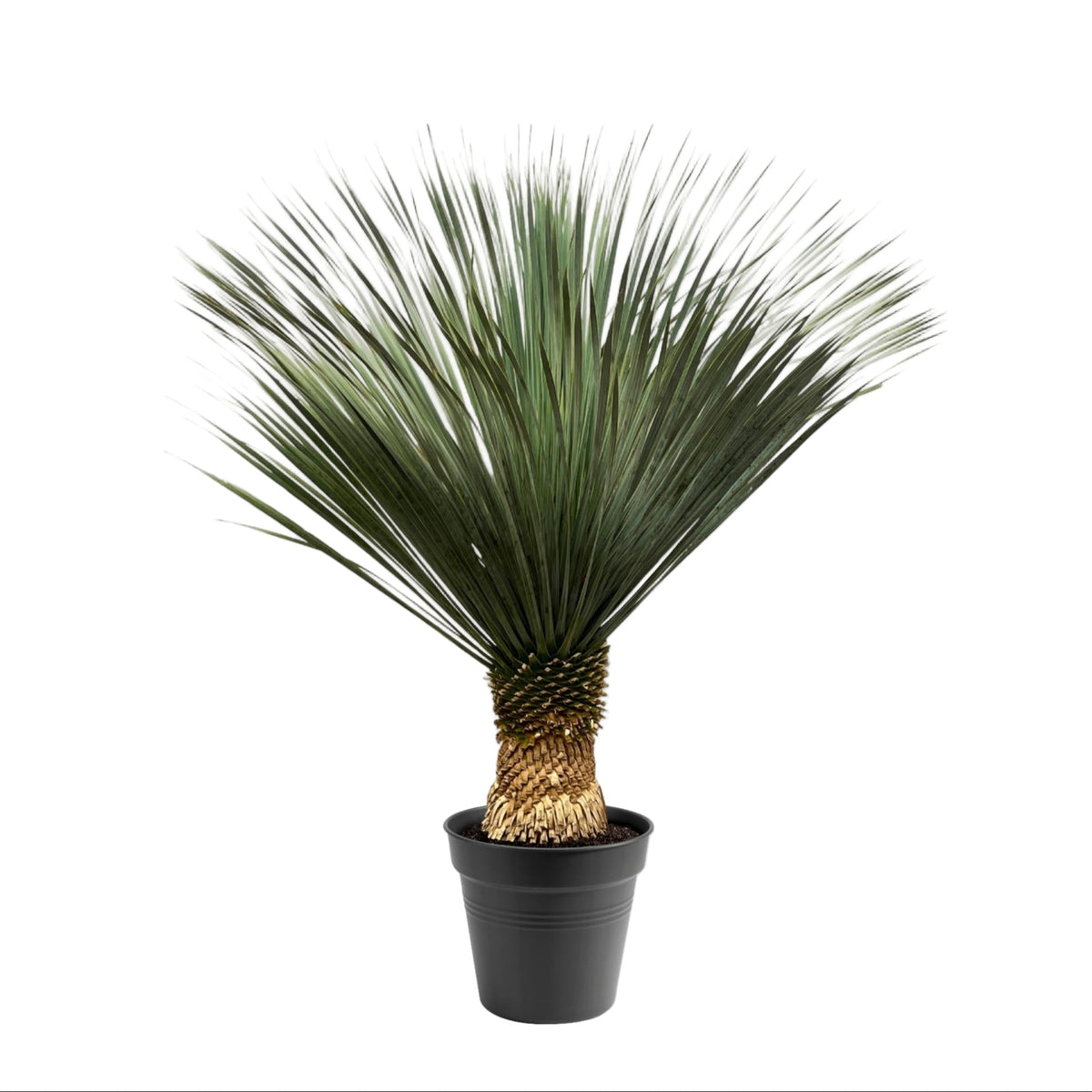 Yucca Rostrata | ↑140 cm | Ø50 cm