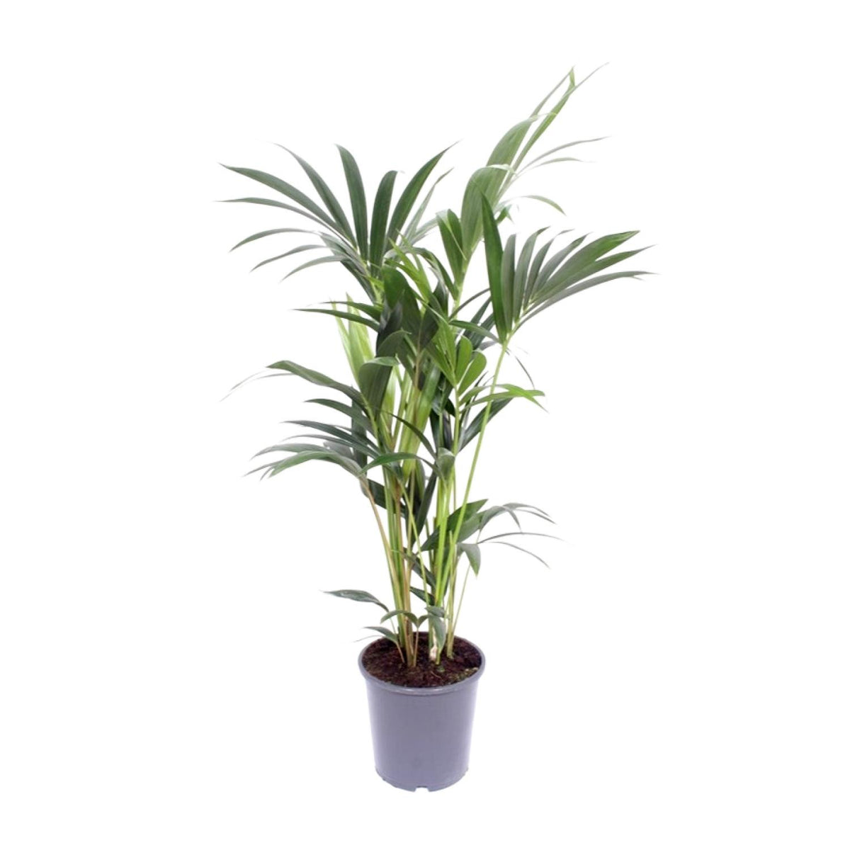 Howea Forsteriana | ↑75 cm | Ø17 cm
