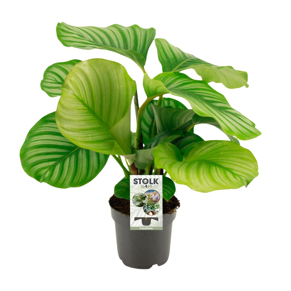 Calathea Orbifolia | ↑50 cm | Ø14 cm