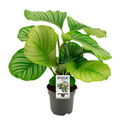 Calathea Orbifolia | ↑50 cm | Ø14 cm