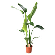 Strelitzia Nicolai | ↑100 cm | Ø21 cm