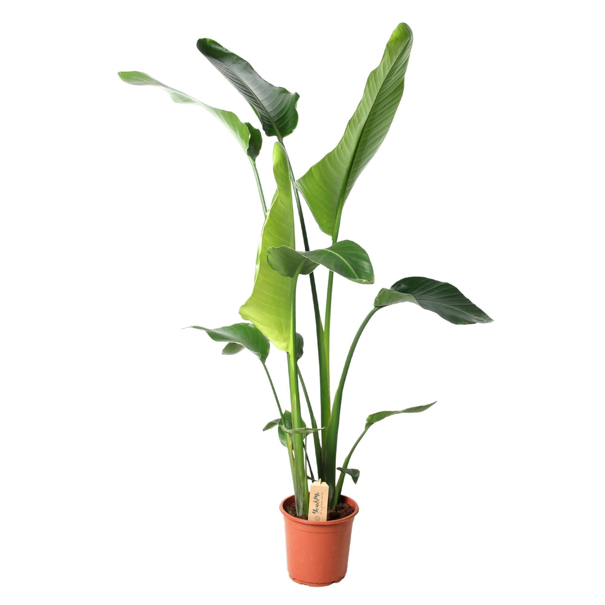 Strelitzia Nicolai | ↑100 cm | Ø21 cm