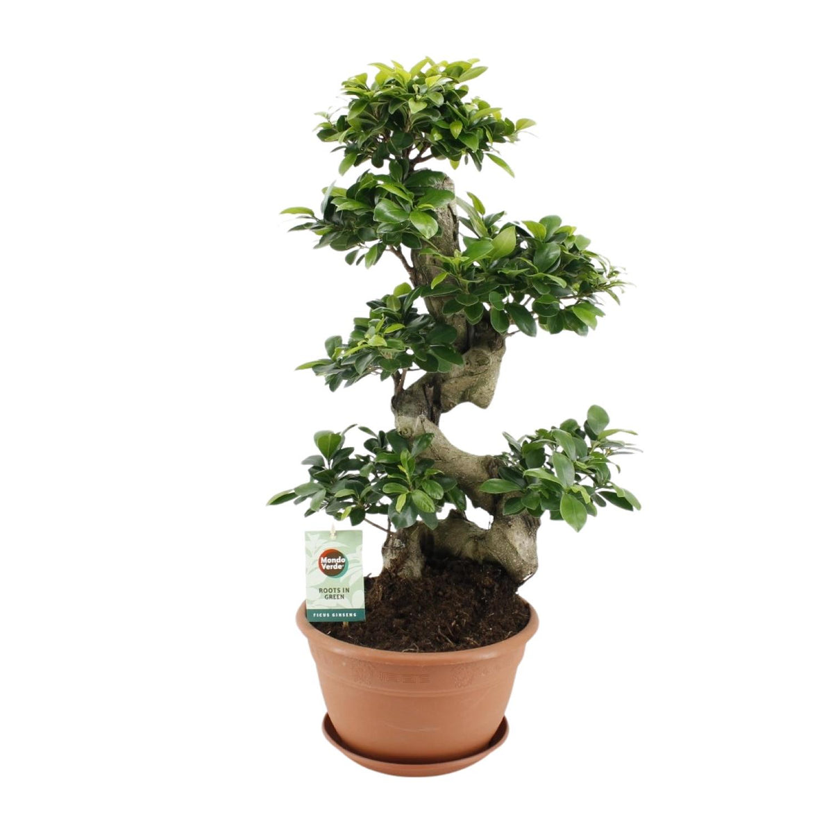 Ficus Ginseng | ↑70 cm | Ø27 cm