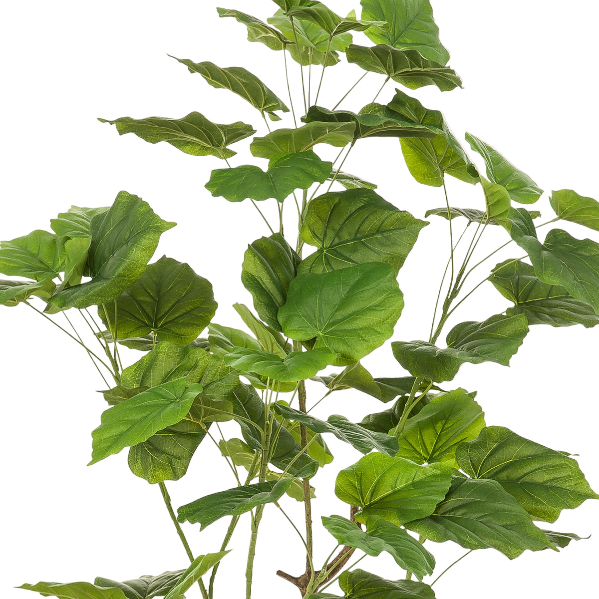 Kunstplant | Ficus Umbellate | ↑125 cm