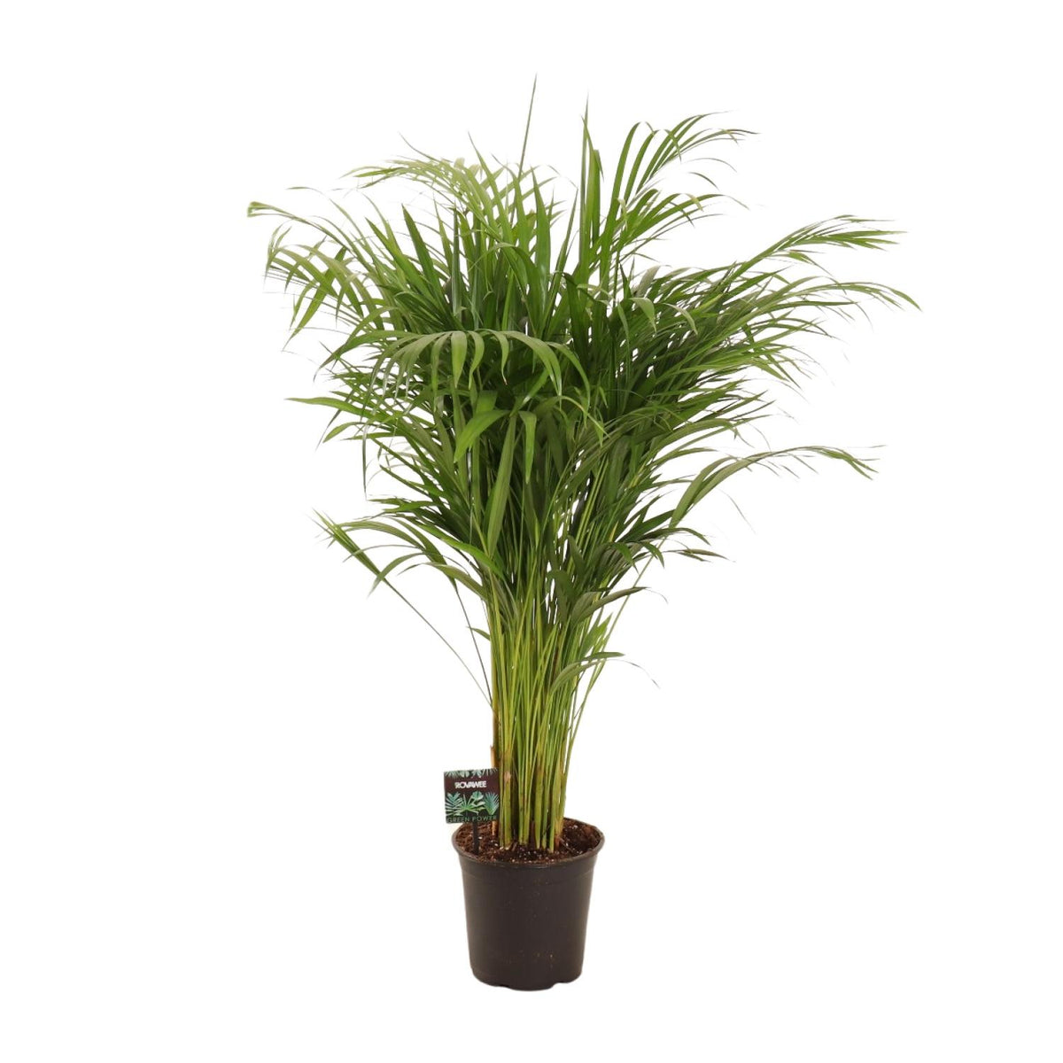 Dypsis Lutescens | ↑110 cm | Ø21 cm