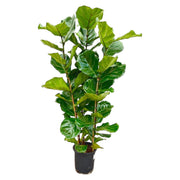Ficus Lyrata struik | ↑155 cm | Ø27 cm