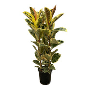 Ficus Elastica Tineke struik | ↑160 cm | Ø28 cm