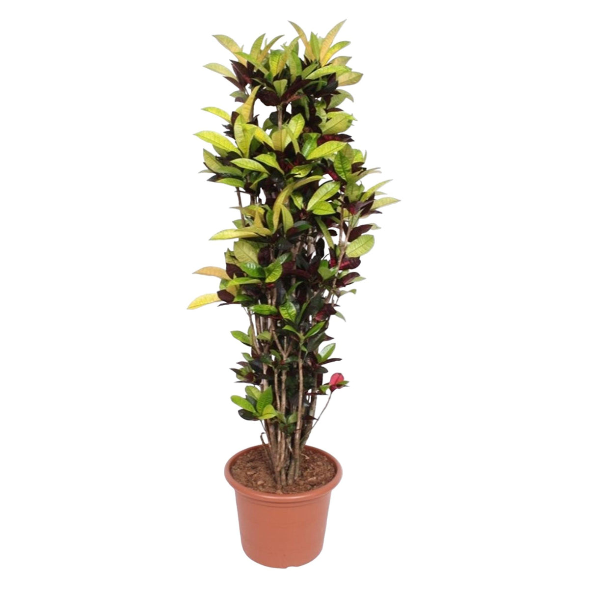 Croton Iceton | ↑190 cm | Ø45 cm