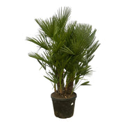 Chamaerops Humilis Multi Stam | ↑170 cm | Ø45 cm