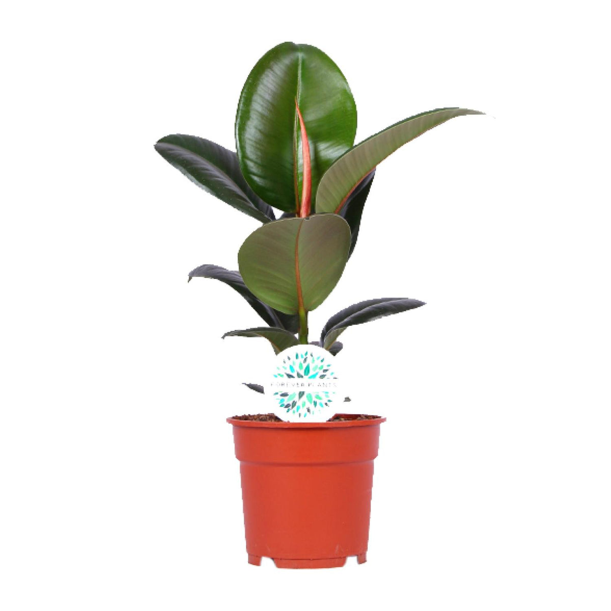 Ficus Elastica Robusta | ↑55 cm | Ø17 cm