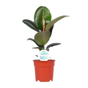 Ficus Elastica Robusta | ↑55 cm | Ø17 cm
