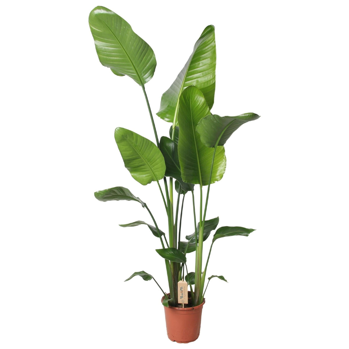 Strelitzia Nicolai | ↑130 cm | Ø21 cm