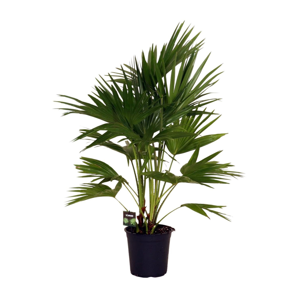Livistona Chinensis | ↑100 cm | Ø24 cm