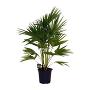 Livistona Chinensis | ↑100 cm | Ø24 cm