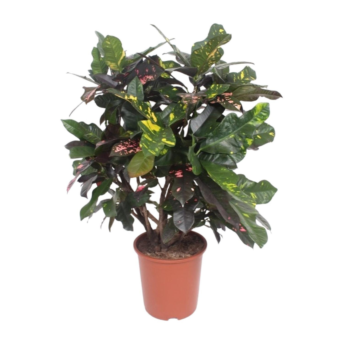 Croton Magnificent | ↑110 cm| Ø27 cm