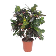Croton Magnificent | ↑110 cm| Ø27 cm