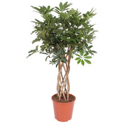 Schefflera Arboricola Compacta Gevlochten Stam | ↑130 cm | Ø30 cm